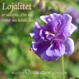 Lojalitet är sällsynt … Om d